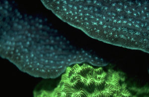 Fluorescing corals, Roatan (c) Charles Mazel