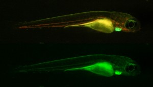 Transgenic fluorescent zebrafish photographed through longpass (top) and bandpass filters