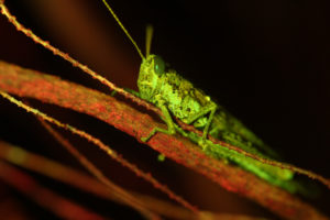 Rosemary grasshopper Schistocerca ceratiola fluorescence (c) Charles Mazel
