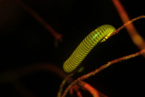Millipede fluorescence (c) Charles Mazel