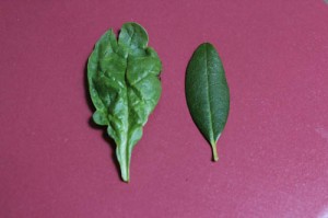 Leaves photographed in white light.
