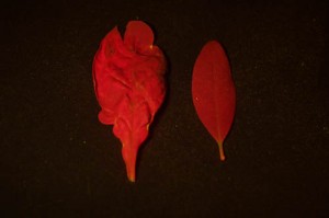 Leaves photographed in fluorescence.