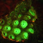 Underwater Fluorescence Photograph by David DelBiondo