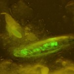 GFP-tagged Drosophila larva (c) Charles Mazel