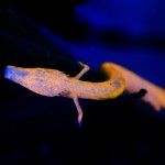 Cave salamander (Proteus anguinus) (c) Matej Simonic