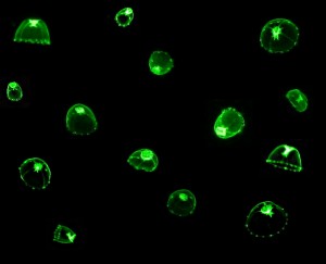 These are the guys that started it all - naturally occurring green fluorescent protein in the jellyfish Aequorea aequorea (c) Charles Mazel
