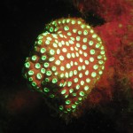 Coral, fluorescence