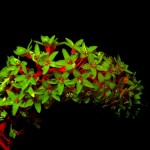 Photograph of gooseneck loosestrife flower fluorescing