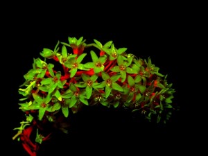 Photograph of gooseneck loosestrife flower fluorescing