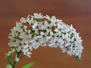 Photograph of gooseneck loosestrife flower in white light
