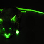 Mouse with actin labeled with GFP (c) Charles Mazel