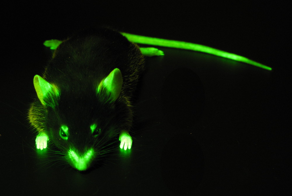 Mouse with actin labeled with GFP (c) Charles Mazel