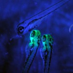 Juvenile zebrafish with and without fluorescent proteins