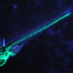 Juvenile zebrafish with GFP-labeled circulatory system (c) Charles Mazel