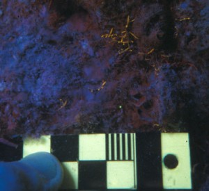 Juvenile coral