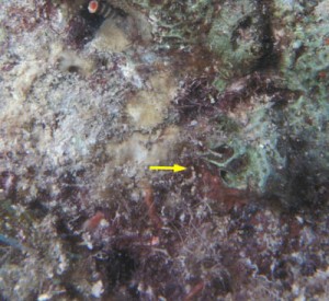 Arrow pointing to juvenile coral, white light (c) Charles Mazel