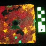 Settlement tile - fluorescence (c) Charles Mazel