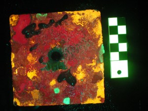 Settlement tile - fluorescence (c) Charles Mazel