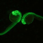 Zebrafish embryos - histone H2B-Dendra2