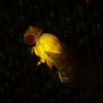 Drosophila adult, Venus in muscle
