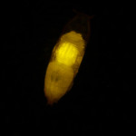 Drosophila pupa, Venus in muscle (c) Charles Mazel