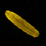 Drosophila larva, Venus in muscle (c) Charles Mazel