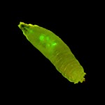 Drosophila larva, GFP