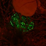 Coral polyp on settlement tile - fluorescence. (c) Alina Szmant