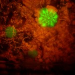 Coral polyp on settlement tile - fluorescence. (c) Alina Szmant