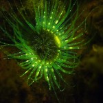 Fluorescing anemone (c) Barry Shively