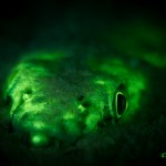 Lizardfish (Synodus sp.) (c) Jeff Honda