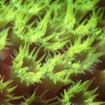 Fluorescing coral (c) Steve Cheng
