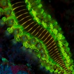 Bearded fireworm (Hermodice carunculata) fluorescing (c) Steve Kopp