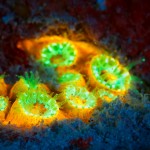 Large star coral (Montastraea cavernosa) fluorescing (c) Steve Kopp