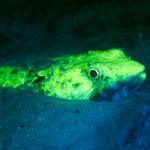 Lizardfish (Synodus sp.) fluorescing (c) Steve Kopp