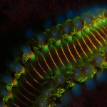 Bearded fireworm (Hermodice carunculata) fluorescing (c)