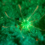 Small anemone on sand fluorescing (c) William Stohler