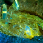 Mantis shrimp fluorescing (c) William Stohler
