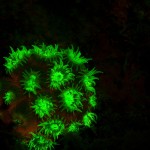 Fluorescing coral, San Salvador, Bahamas (c) Kirk Shull