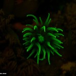 Fluorescing coral, Komodo Islands, Indonesia (c) Martin Heyn