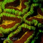 Fluorescing coral, North Sulawesi, Indonesia (c) John Rander