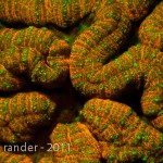 Fluorescing coral, North Sulawesi, Indonesia (c) John Rander