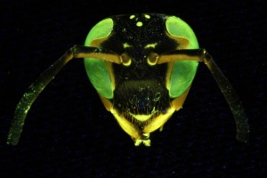 Wasp fluorescence, focus stacking (c) Charles Mazel