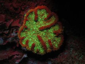 Fluorescing coral photographed in the Bahamas. (c) Charles Mazel