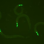 GFP C. elegans. (c) NIGHTSEA/Charles Mazel