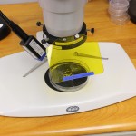 Stereo microscope configured for green fluorescence, viewing Xenopus through shield filter for sorting.