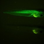Fluorescent and non-fluorescent Stage 46 X. laevis with messenger RNA injected ubiquitous GFP and membrane RFP. Photograph (c) NIGHTSEA/Charles Mazel