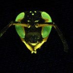 Stereo microscope fluorescence photograph of a wasp's face, with focus stacking (c) Charles Mazel