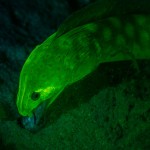 Fluorescence image of sharptail eel catching a fish. (c) Bart Dahneke