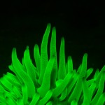 Fluorescing Caribbean giant anemone (Condylactis gigantea). (c) Jim Laurel